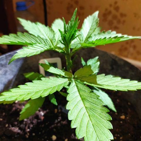Lucy growlog timeline photo