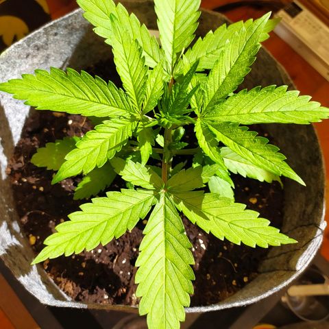 Lucy growlog timeline photo