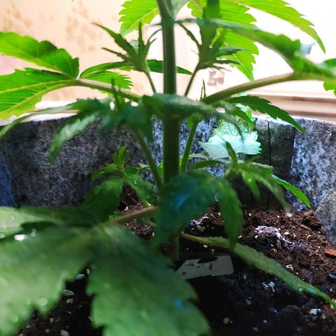 Story growlog timeline photo