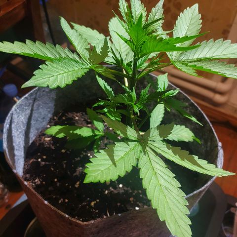 Lucy growlog timeline photo