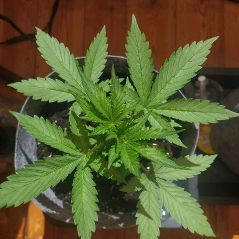 Lucy growlog timeline photo