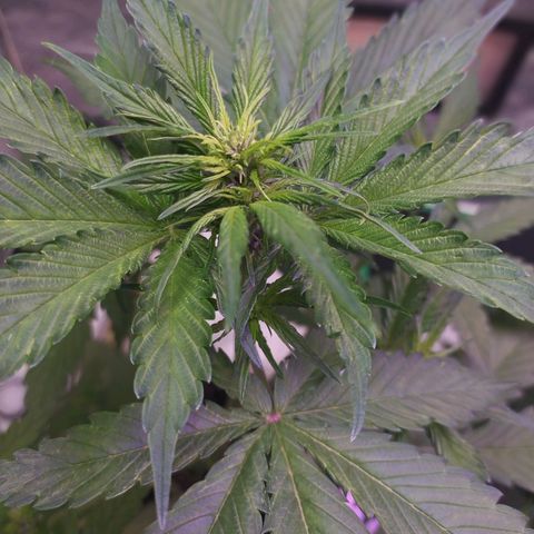 Lucy growlog timeline photo