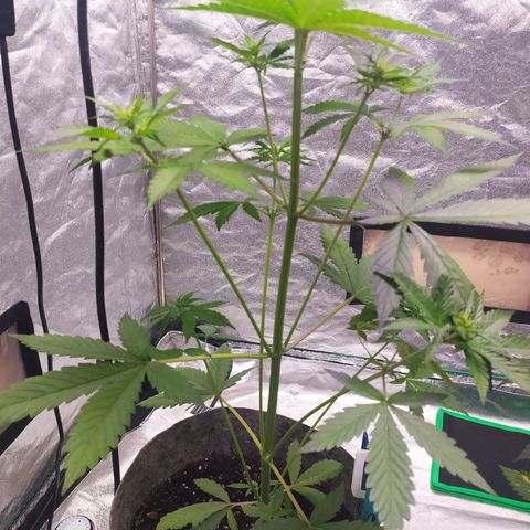 Lucy growlog timeline photo