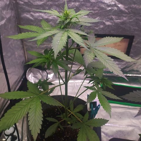 Lucy growlog timeline photo