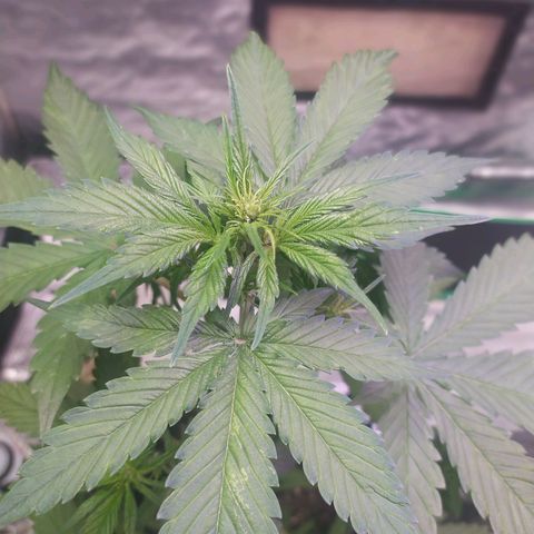 Lucy growlog timeline photo