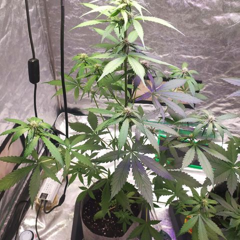 Lucy growlog timeline photo
