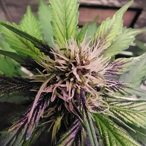 Lucy growlog timeline photo