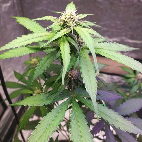 Lucy growlog timeline photo