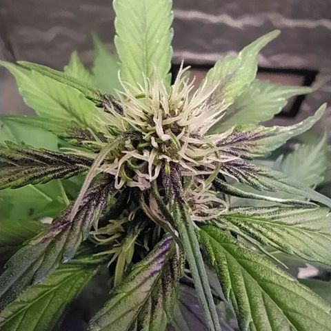 Lucy growlog timeline photo