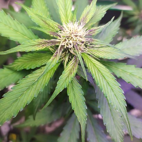 Lucy growlog timeline photo