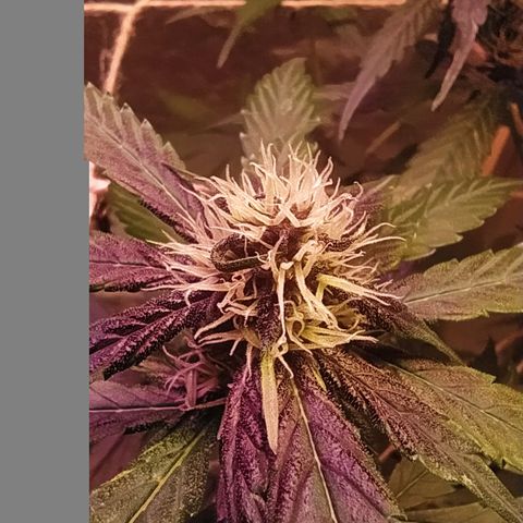 Lucy growlog timeline photo