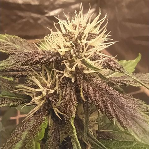 Lucy growlog timeline photo