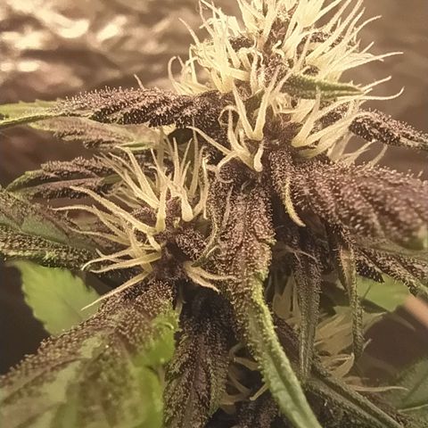 Lucy growlog timeline photo