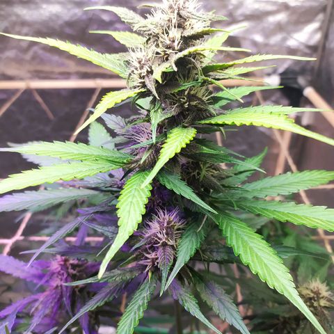 Lucy growlog timeline photo