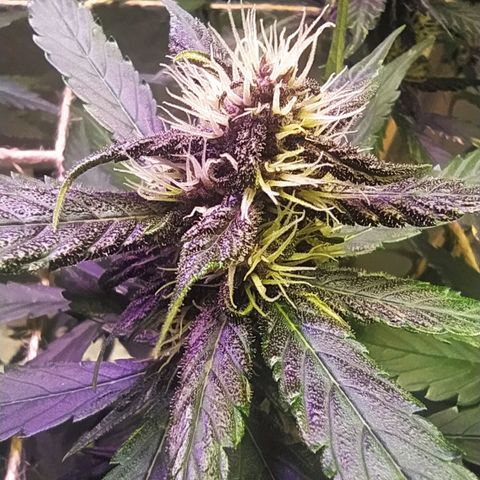 Lucy growlog timeline photo