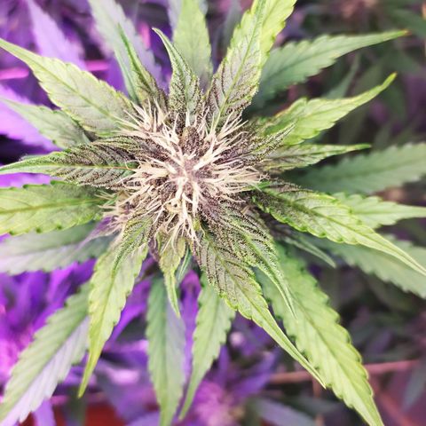 Lucy growlog timeline photo