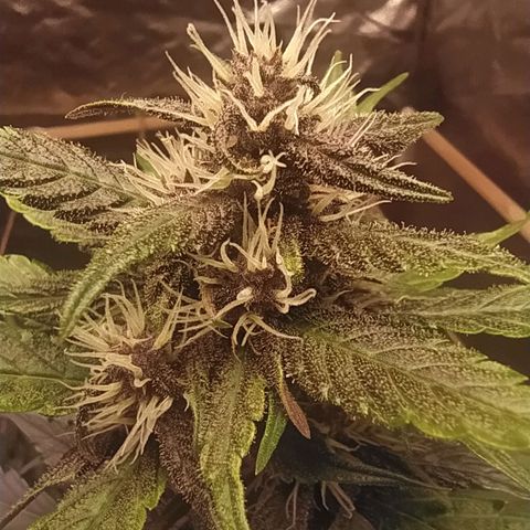 Lucy growlog timeline photo