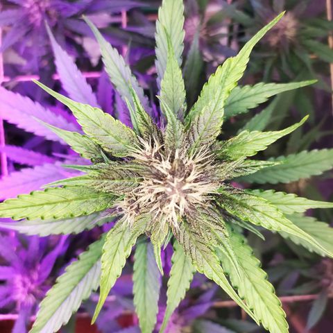 Lucy growlog timeline photo