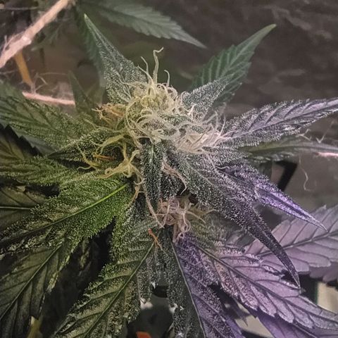 Story growlog timeline photo
