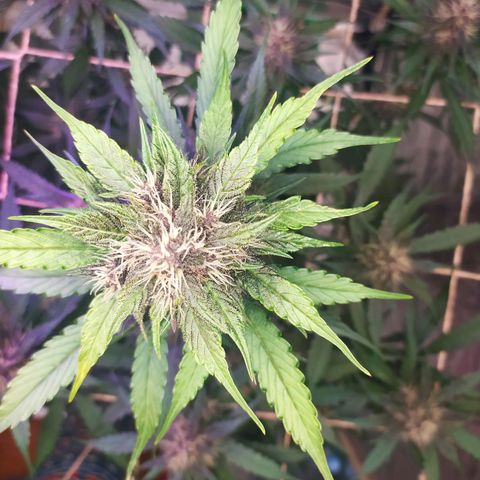 Lucy growlog timeline photo
