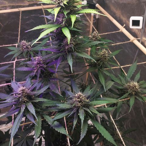 Lucy growlog timeline photo