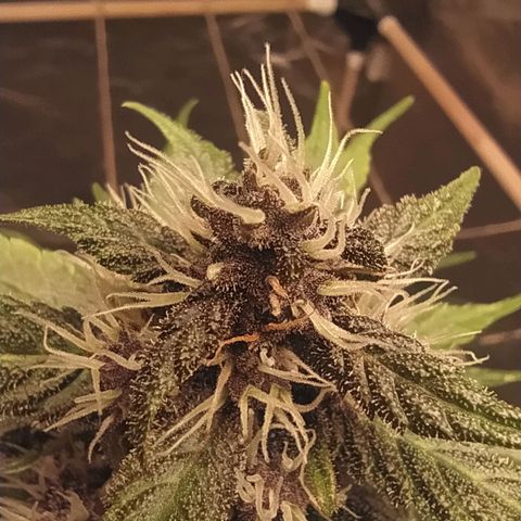 Lucy growlog timeline photo