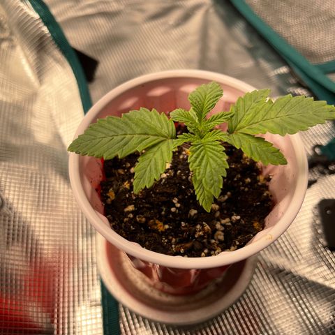 Coolando growlog timeline photo