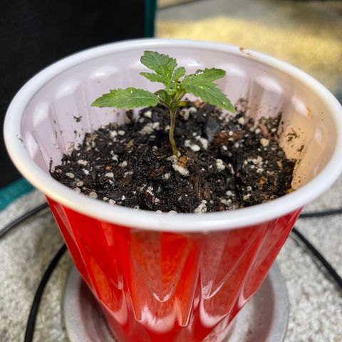 Coolando growlog timeline photo