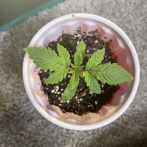 Coolando growlog timeline photo