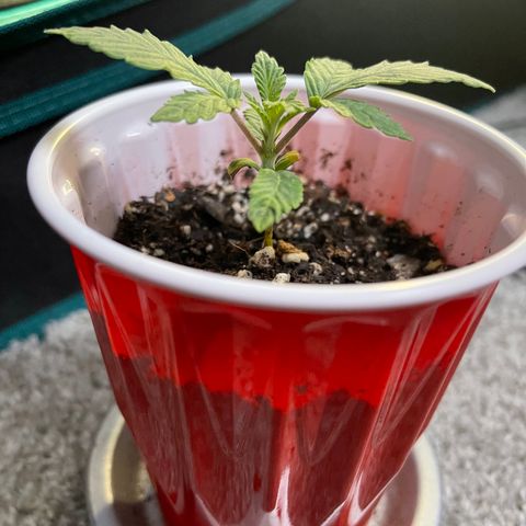 Coolando growlog timeline photo