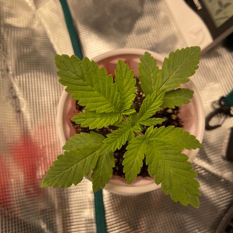 Coolando growlog timeline photo