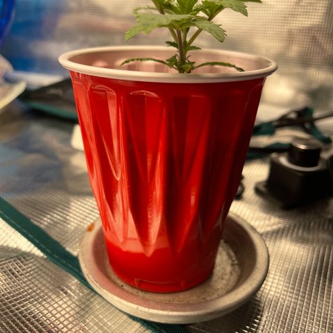 Coolando growlog timeline photo