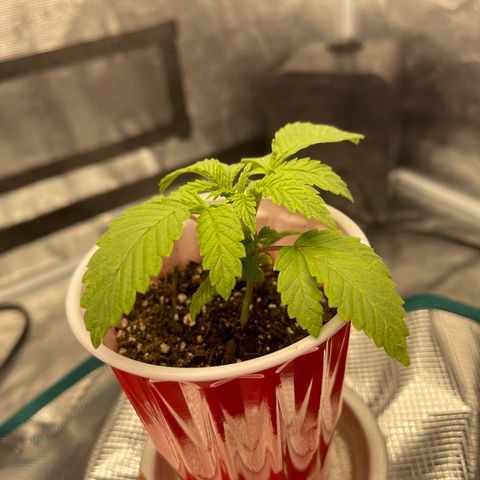 Coolando growlog timeline photo