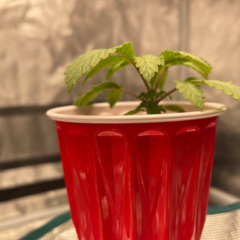 Coolando growlog timeline photo