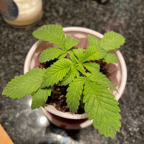 Coolando growlog timeline photo