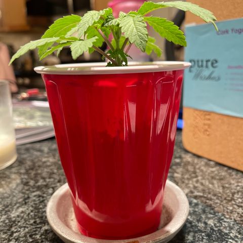 Coolando growlog timeline photo