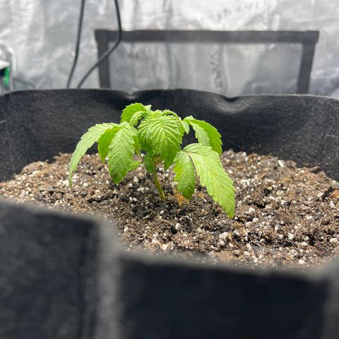 Coolando growlog photo: First Transplant; First nutrient watering; pH 6.5