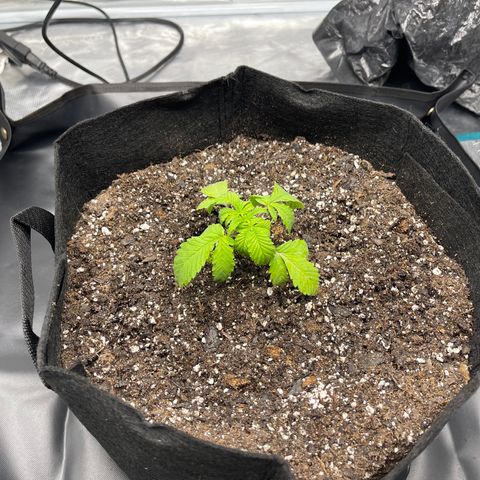 Coolando growlog photo: First Transplant; First nutrient watering; pH 6.5