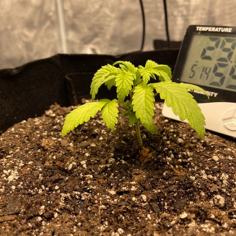 Coolando growlog timeline photo