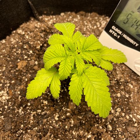 Coolando growlog timeline photo