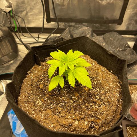 Coolando growlog timeline photo