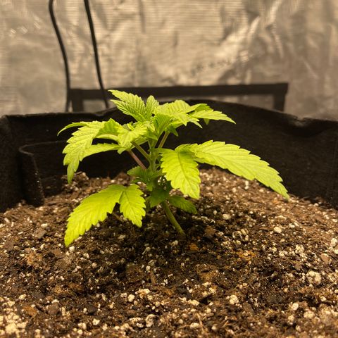 Coolando growlog timeline photo