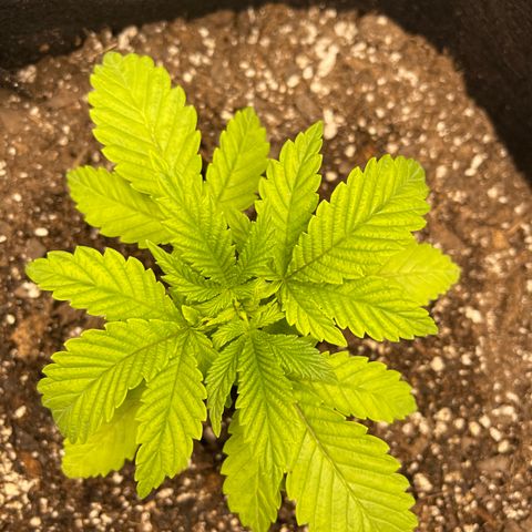 Coolando growlog timeline photo