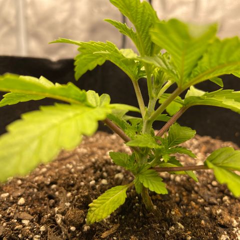 Coolando growlog timeline photo