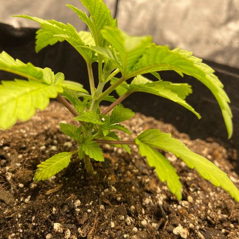 Coolando growlog timeline photo