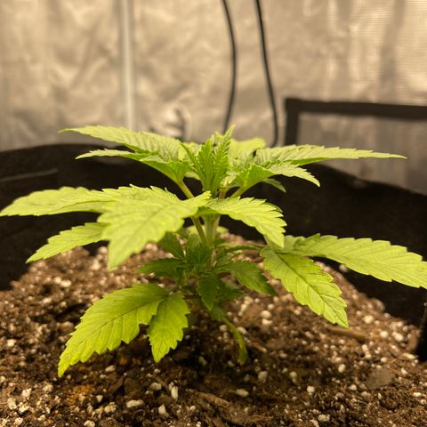 Coolando growlog timeline photo