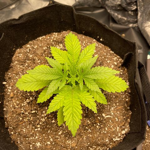 Coolando growlog timeline photo