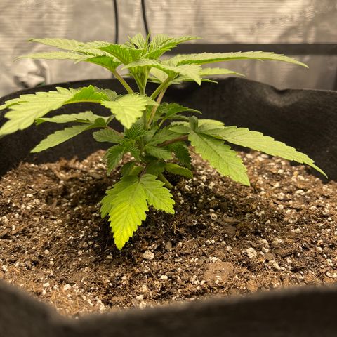 Coolando growlog timeline photo