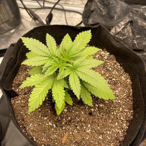 Coolando growlog timeline photo