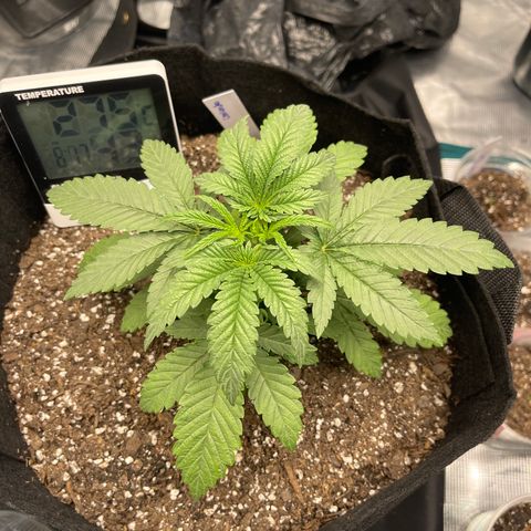 Coolando growlog timeline photo